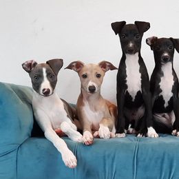 Italian Greyhound Puppies from Divine Italian Greyhounds