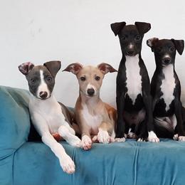Italian Greyhound Puppies from Divine Italian Greyhounds