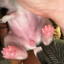Shih Tzu Puppies from Trinity Shihtzu's So Calif