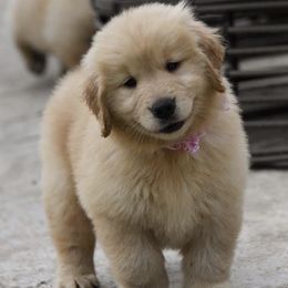 Golden Retriever Puppies from Arkadia