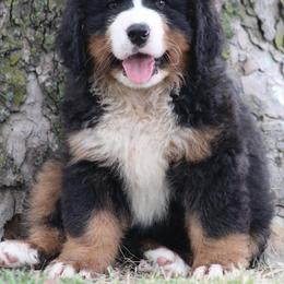 Bernese Mountain Dog Puppies from Home Sweet Bernese
