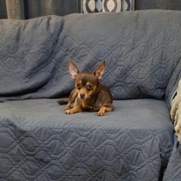 Stella - Chihuahua