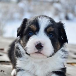 BTF-3 - Black tri female Miniature American Shepherd puppy in Baker City, Oregon from Back Country Aussies