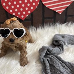 Goldendoodle and Poodle Puppies from Krispydoodle