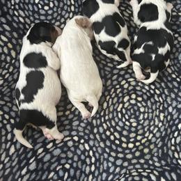 Cavalier King Charles Spaniel Puppies from Charming cavaliers