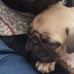 Pug Puppies from Ausband Farm Pugs