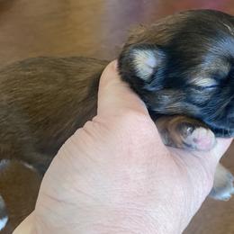 Shih Tzu Puppies from West Coast Shih Tzu/Reno Tzu Haven