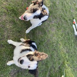 Border Collie All Grown Up from Horizon kennels