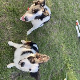 Border Collie All Grown Up from Horizon kennels