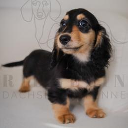 Rufus - Black and cream male Dachshund puppy in Temecula, California from Naomi Magee's Dachshund Kennel