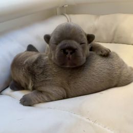 French Bulldog Puppies from NC Pawsibilities