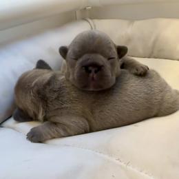 French Bulldog Puppies from NC Pawsibilities