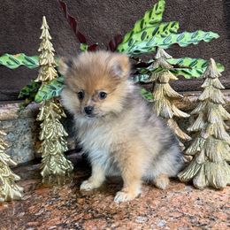 Roxy - Chocolate merle female Pomeranian puppy in San Jacinto, California from Savvypomeranians
