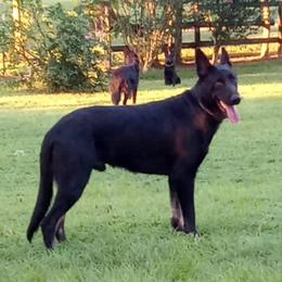Rocket - German Shepherd