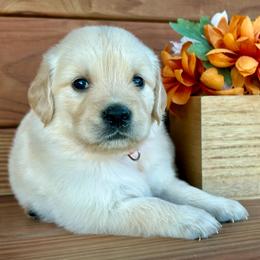 Mercy - Light golden female Golden Retriever puppy in Doniphan, Missouri from Stockford’s Golden Retrievers