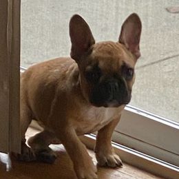 Bulldogs and French Bulldogs from Loved Here First