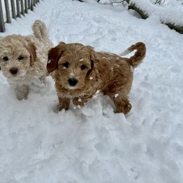 Goldendoodle Puppies from Lykeable Farms