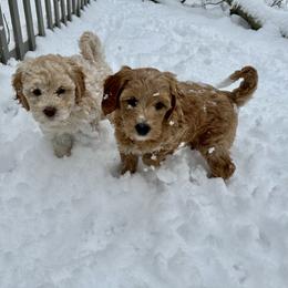 Goldendoodle Puppies from Lykeable Farms