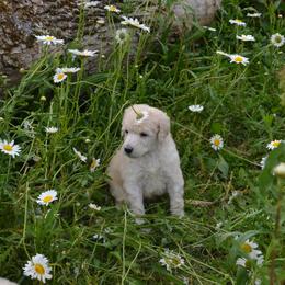 Poodle Puppies from D and D Standard Poodles