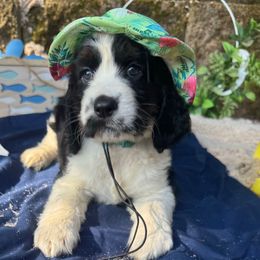 Lennon - Black white and tan male English Springer Spaniel puppy in Cookeville, Tennessee from Krossroads Kennel