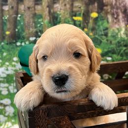 Goose - Cream male Goldendoodle puppy in The Woodlands, Texas from Gracie's Goldendoodles and Bernedoodles
