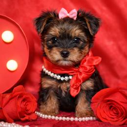 Girl 1 - Black and tan female Yorkshire Terrier puppy in Carmichael, California from Mckeever's Yorkies