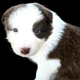 Wild Flower - White and red female Border Collie puppy in Cedar Springs, Michigan from Lyncroft Border Collies