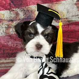 Miniature Schnauzer Puppies from Von Baron Schnauzers