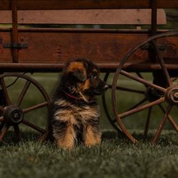 Sarah - Black and red female German Shepherd puppy in Reno, Ohio from Segen Von Gott German Shepherd’s