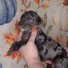 Cookie - Blue merle female Sheepadoodle puppy in Austin, Texas from Darling Doodles