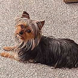 Eppie - Yorkshire Terrier