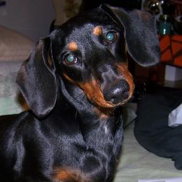 Dachshund All Grown Up from Individual