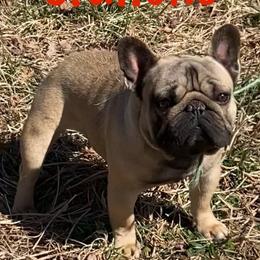 Stallone - French Bulldog