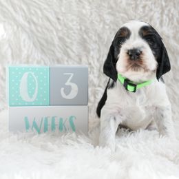 Bijou - English Springer Spaniel puppy from Spellcraft Springers