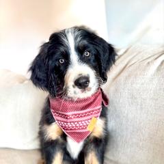 HARVEY harvest - male Australian Mountain Doodle puppy in Taylors, South Carolina from Aspen Mountain Doodles LLC
