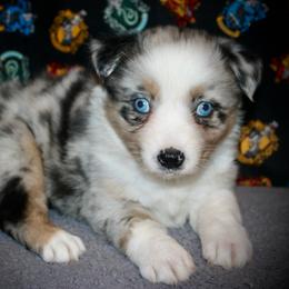 Rosemary - Blue merle female Australian Shepherd puppy in El Dorado Springs, Missouri from HP Aussie Kennels