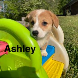Ashley - Sable female Pembroke Welsh Corgi puppy in Apison, Tennessee from Ashmore Corgis