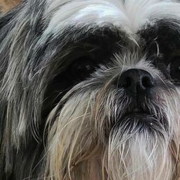 Shih Tzus from Belle River Shih Tzu