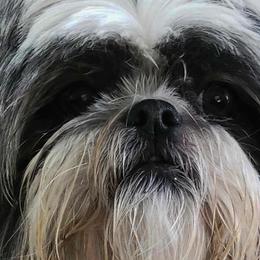 Shih Tzus from Belle River Shih Tzu