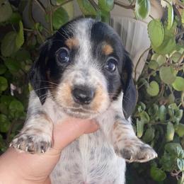 Dachshund Puppies from LPS weenies