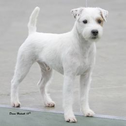 Chihuahuas and Parson Russell Terriers from Cobblestone