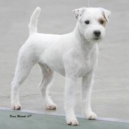 Chihuahuas and Parson Russell Terriers from Cobblestone