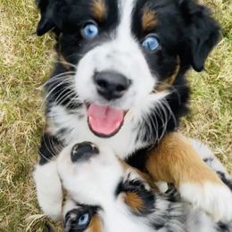 Miniature Australian Shepherd Puppies from Rebel Creek Mini Aussies
