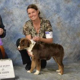 Miniature American Shepherds from Heavenly Springs Farms
