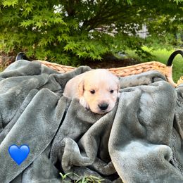 Golden Retriever Puppies from Clover Creek Goldens