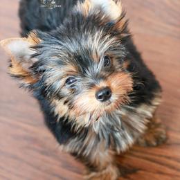 Yorkshire Terrier Puppies from Essence of Grace Yorkies