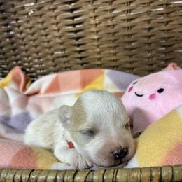 Dory - Parti female Miniature Schnauzer puppy in Menifee, California from Moonshine’s Minis