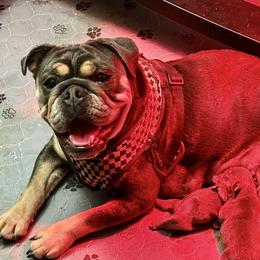 Moana - Bulldog