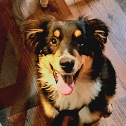 Cricket - Australian Shepherd