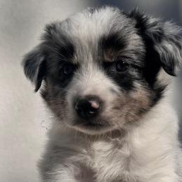 Australian Shepherds from In the Piney Woods ETX